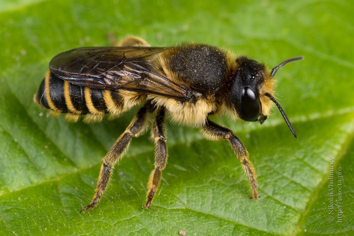 Пчелы: разновидности пчел, размножение, производство меда, факты о пчелах - информация про животных
