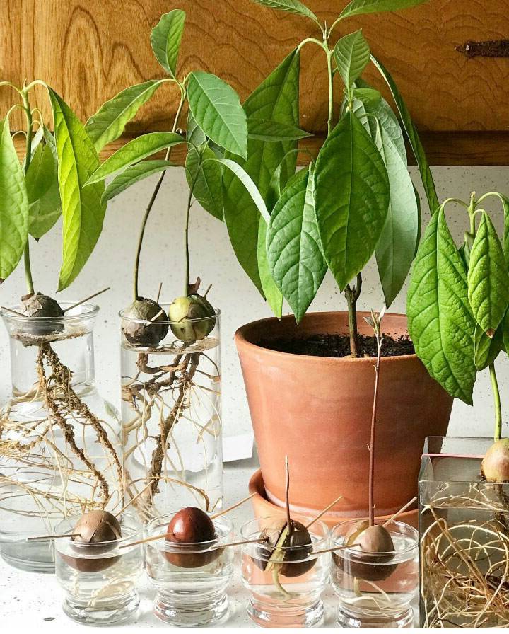 Агротехника выращивания авокадо из косточки | фото