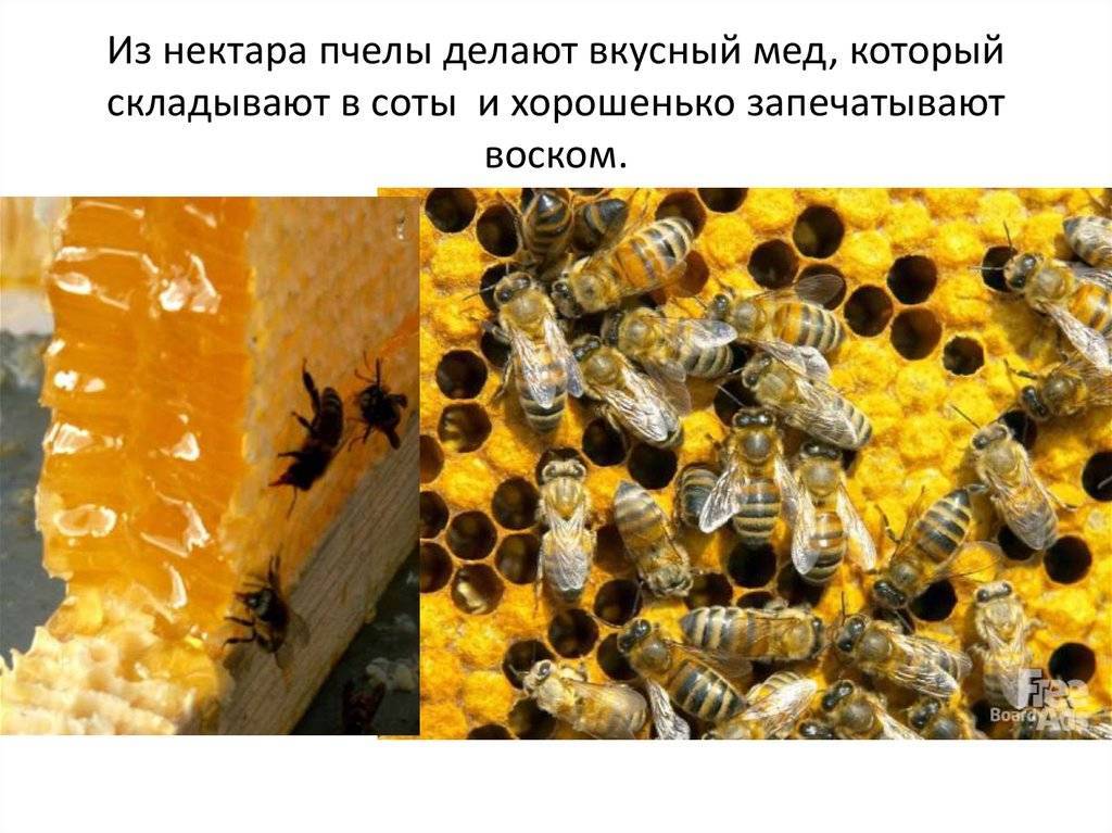 Питание пчелиной семьи [1987 шеметков м.ф., шапиро д.к., данусевич и.к. - продукты пчеловодства и здоровье человека]