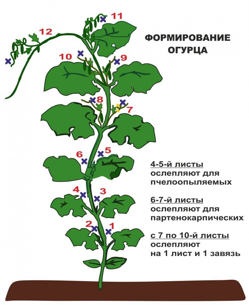Посадка и выращивание кабачков. уход за кабачками в открытом грунте :: syl.ru