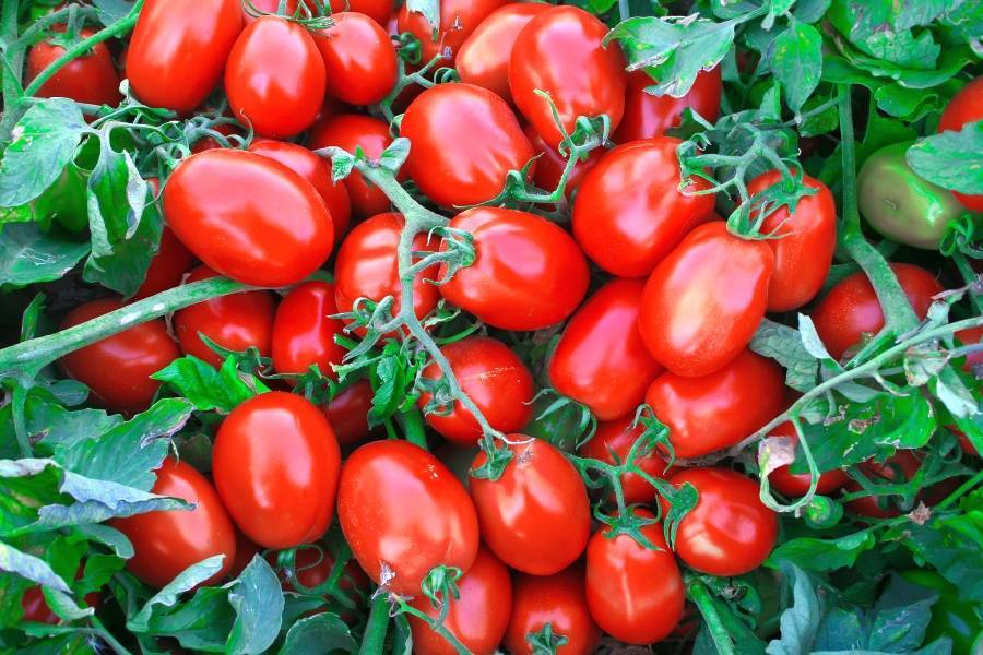 Низкорослые томаты для открытого грунта: правильный подбор сортов и гибридов