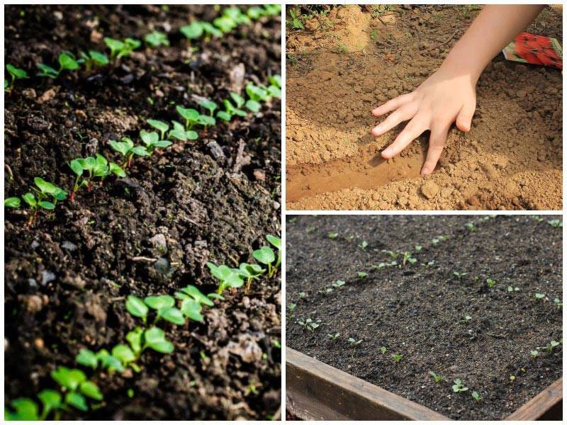 Пастернак: выращивание и уход в открытом грунте, вредители и болезни