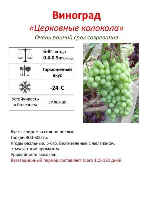 Виноград кеша: описание сорта, характеристика куста и грозди