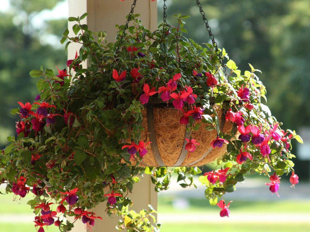 Ампельные цветы для балкона: фото и название свисающих растений, таких как плющелистная герань, настурция, лобелия, бегония, фуксия и другие быстрорастущие сорта