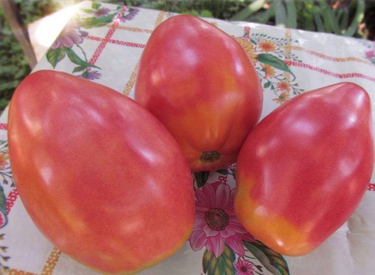 Описание редких коллекционных сортов томатов от валентины редько, новинки 2021 года