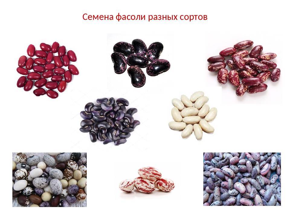Лучшие сорта спаржевой стручковой фасоли для различных регионов россии