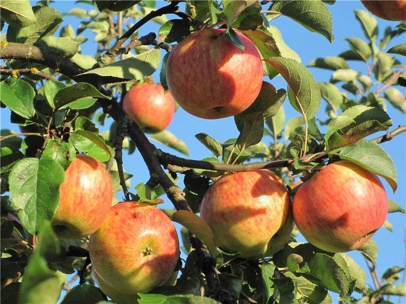 Описание сорта яблони орлинка: фото яблок, важные характеристики, урожайность с дерева