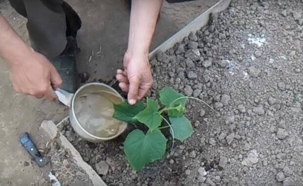 Как посадить огурцы в открытый грунт – делаем правильно