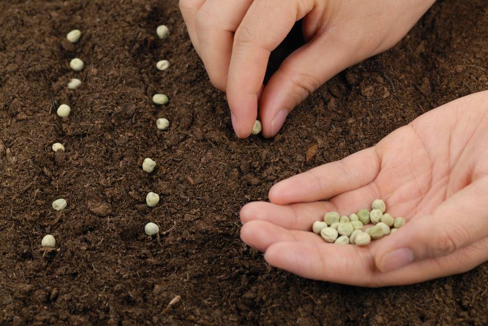 Как и когда сажать фасоль на рассаду и в открытый грунт  весной, выращивание и уход