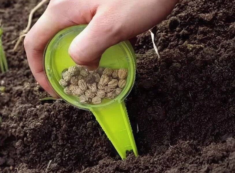 Любительская инструкция выращивания гороха в открытом грунте