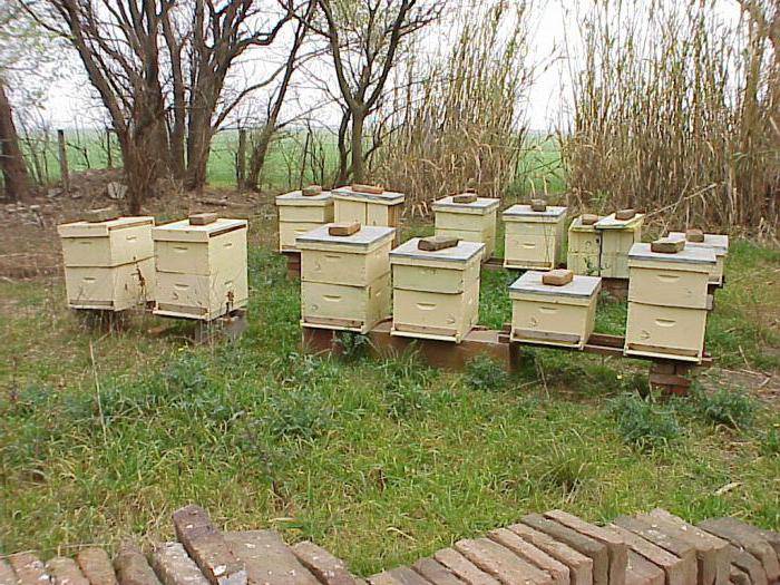 Пчеловодство для начинающих: с чего начать,что нужно,виды ульев