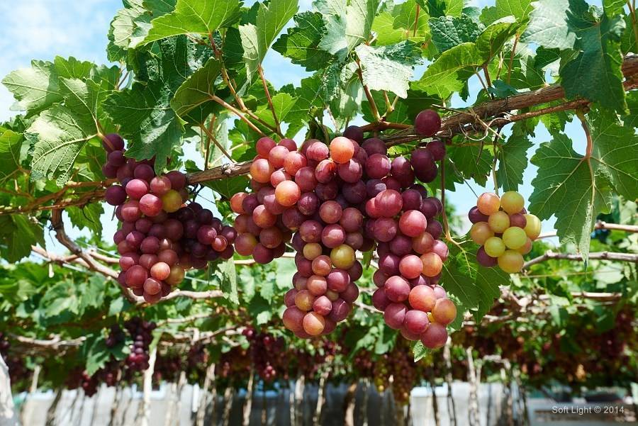 Виноград бажена: характеристика и описание сорта, посадка и уход