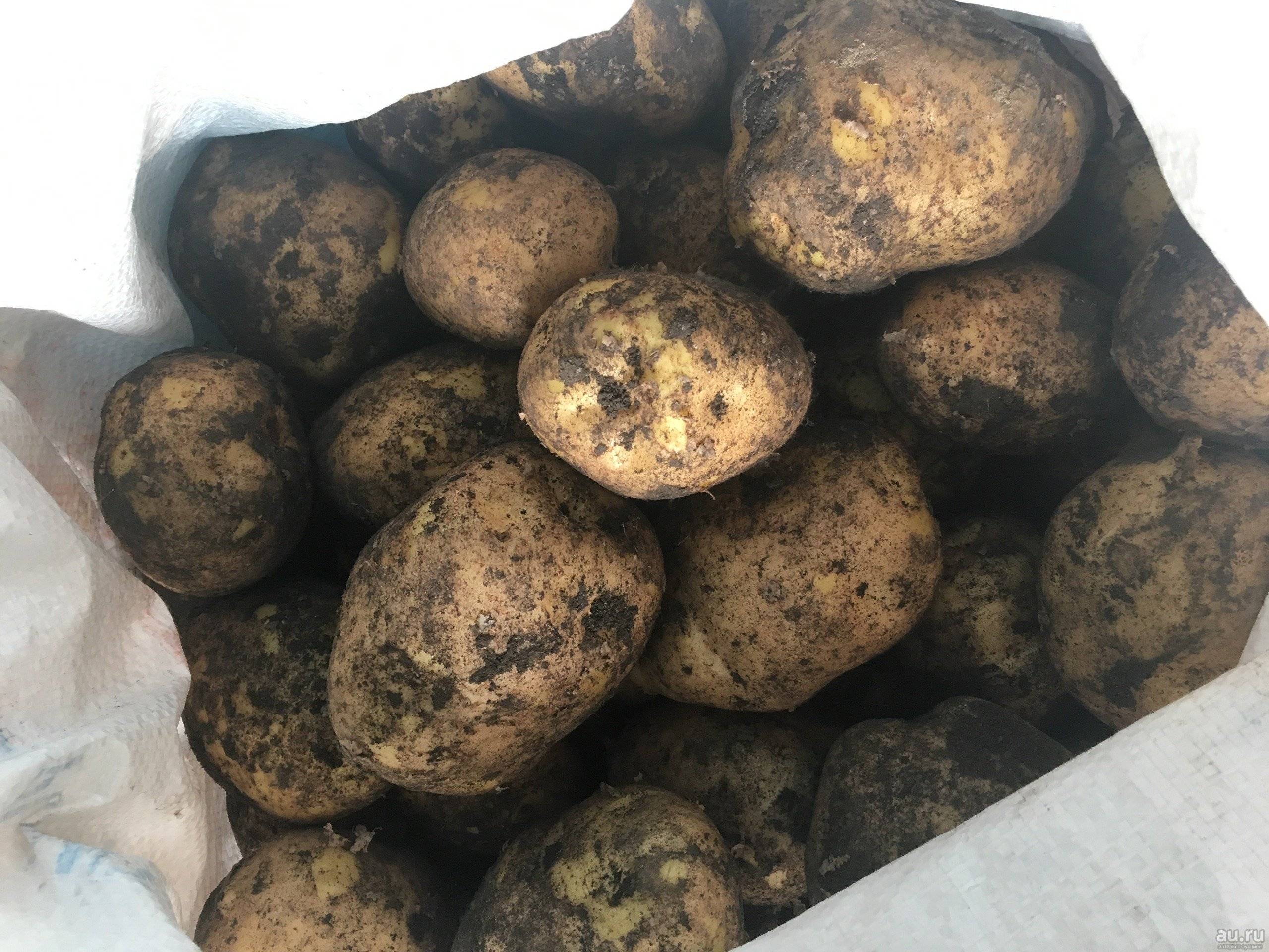 Сорт картофеля адретта – описание и фото