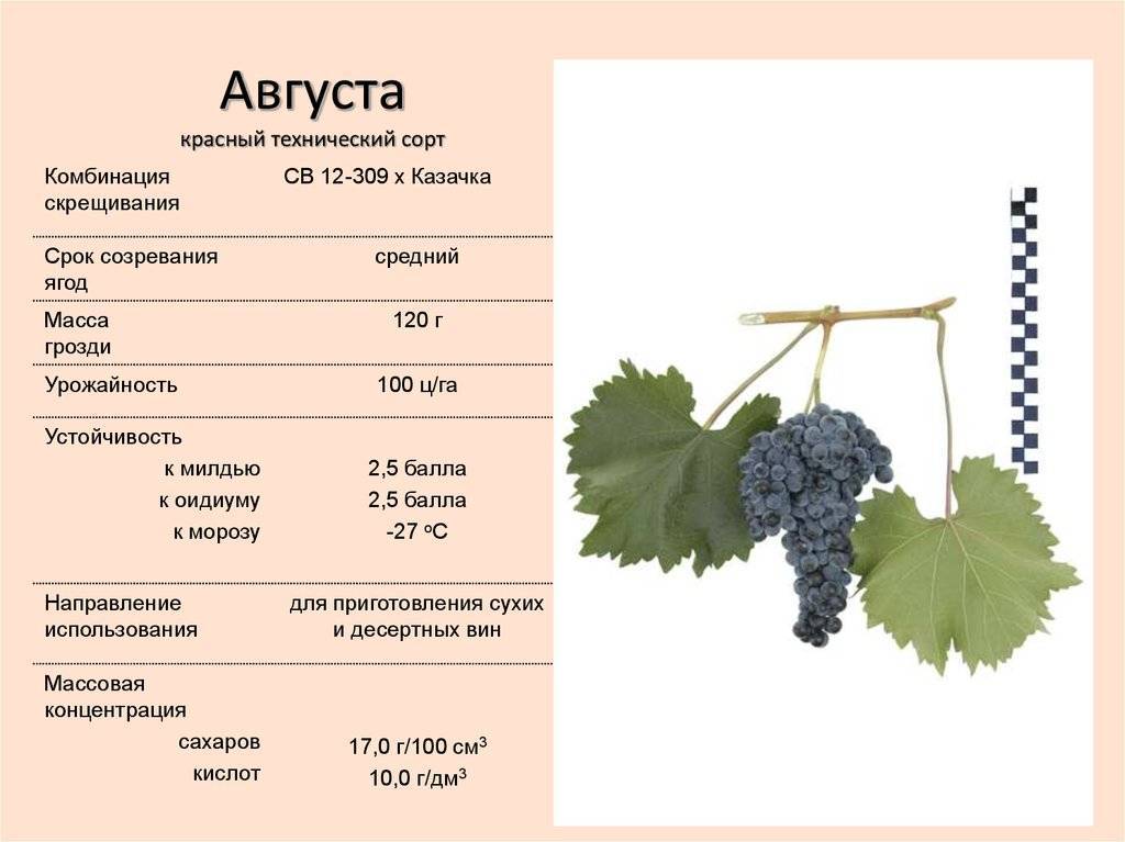 Самый вкусный виноград - сорта, описание