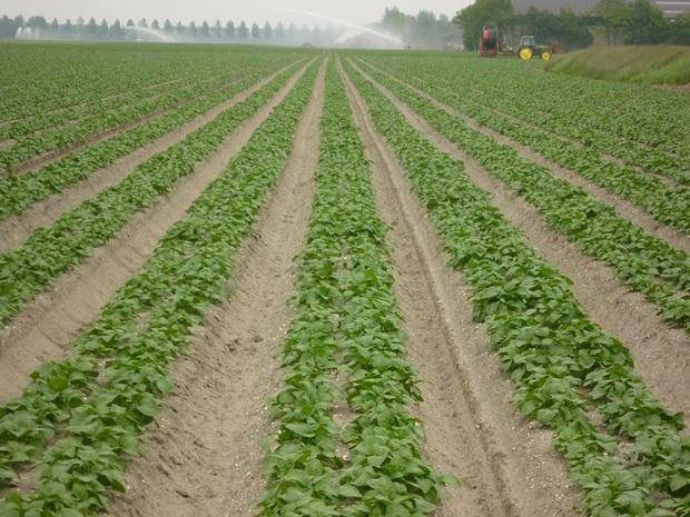 Почему посадка картофеля голландским способом популярна: схема выращивания и технология сбора урожая