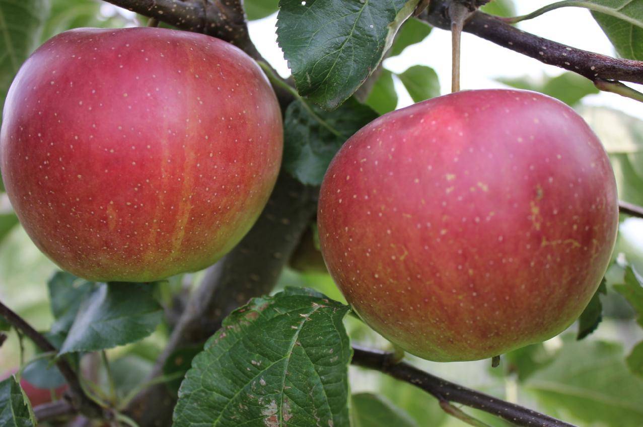 8 зимних сортов яблок: лучшие яблони морозостойкие