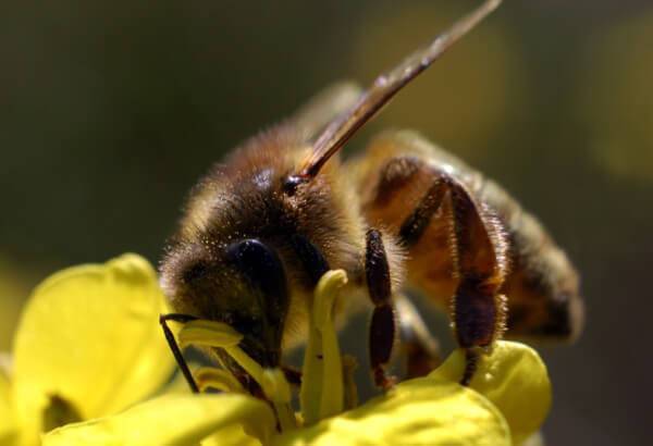 Породы пчел и их характеристика с фото: миролюбивые, медоносные и другие виды