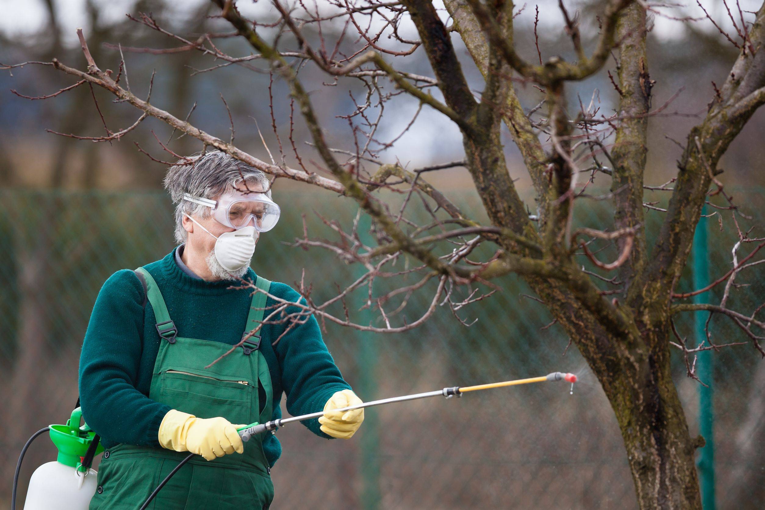 Когда опрыскивать яблони от вредителей: советы опытных садоводов