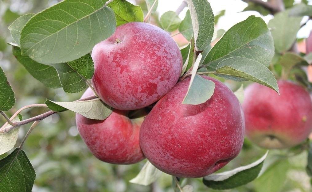 Сорт яблони лобо – описание и фото, морозостойкость, отзывы
