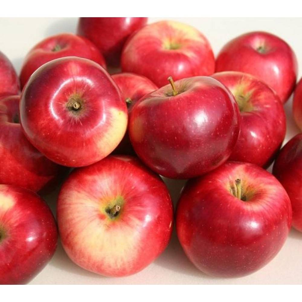 Описание яблони веньяминовское - медоносы | описание, советы, отзывы, фото и видео