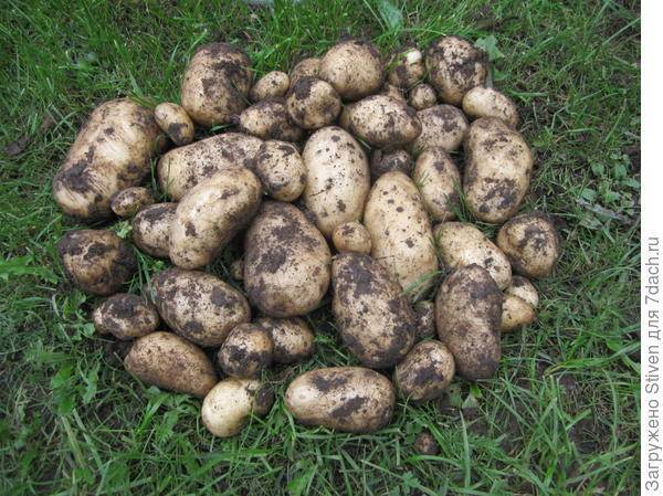 Сорт картофеля тимо: описание и характеристика, отзывы