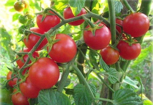 Томат чудо-гроздь f1: отзывы, фото, описание сорта, выращивание, урожайность