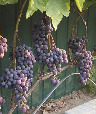 Сорт винограда агат донской – сайт о винограде и вине