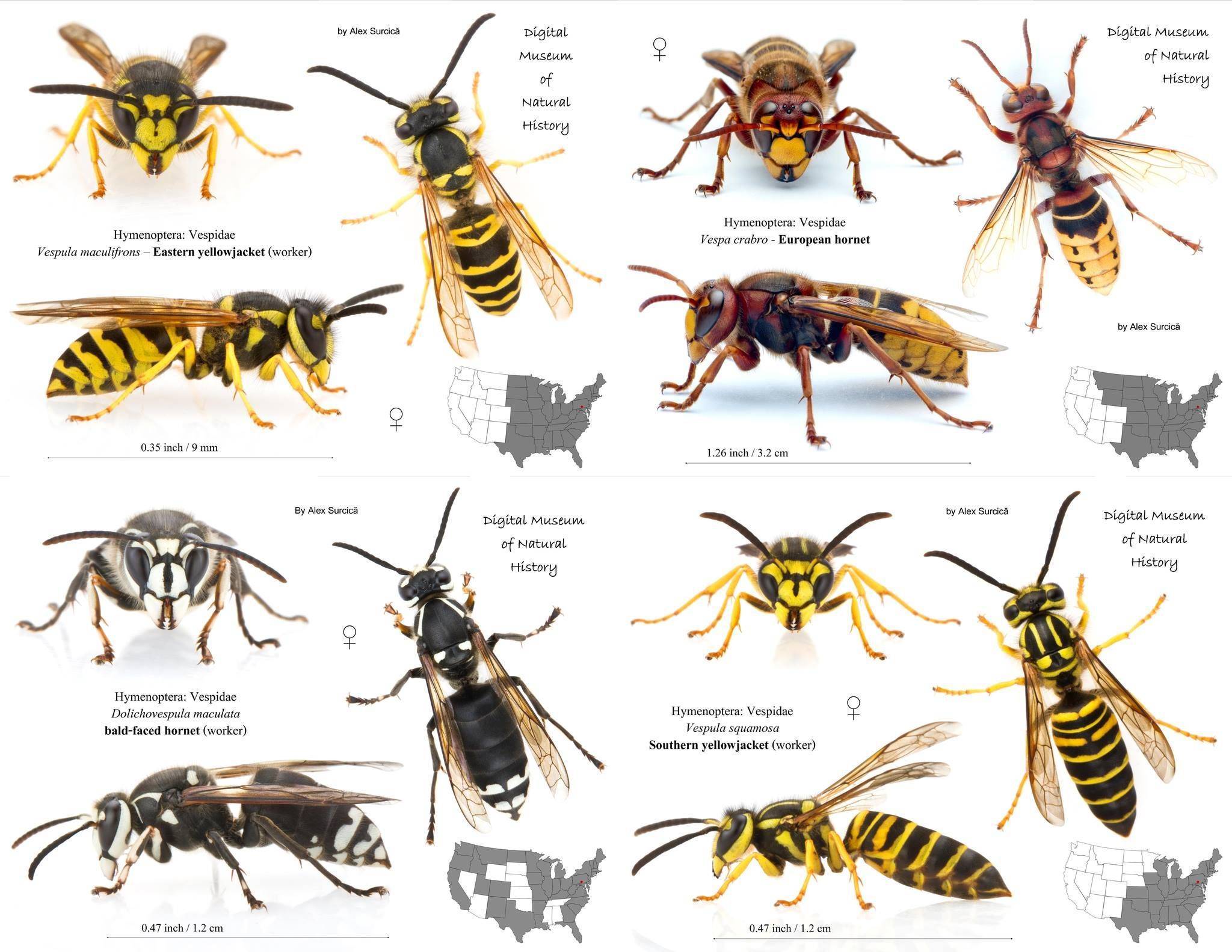 Породы пчел. описание, фото, характерные черты, особенности работы с разными породами пчел