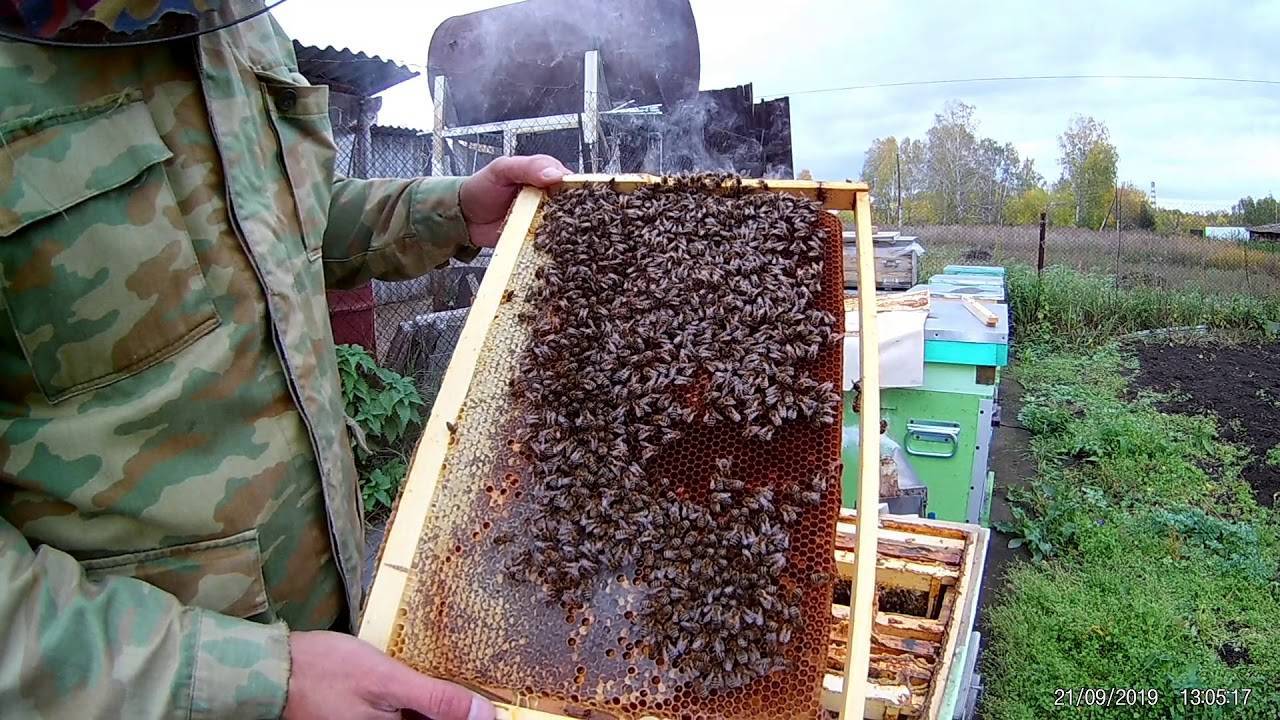 Объединение пчелосемей перед главным взятком