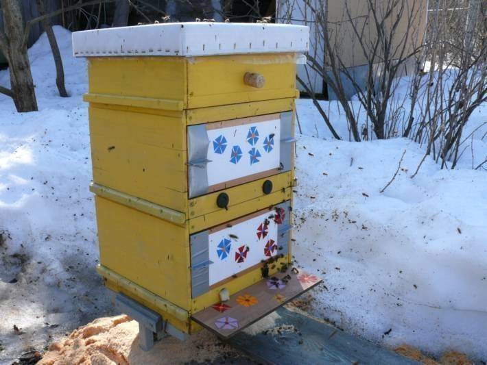 Правила и условия зимовки пчел на улице