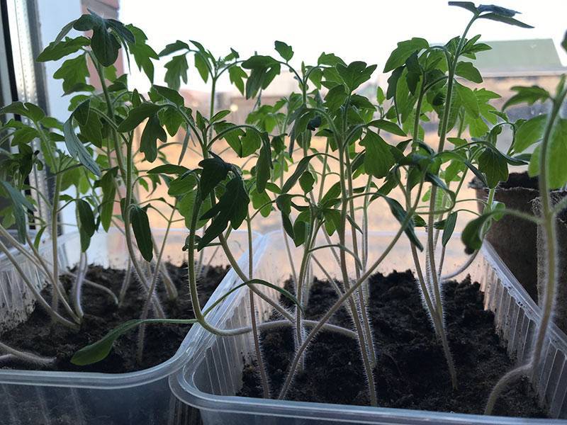 Почему у рассады томатов становится тонкий и длинный стебель: как спасти, чем полить