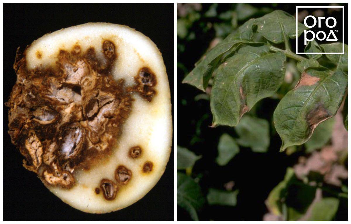 Как лечить картофель от фузариоза, описание заболевания и профилактика