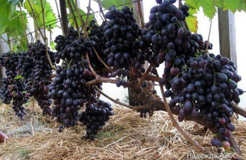 Виноград надежда азос: особенности сорта и 6 советов по уходу