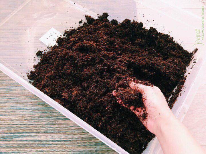 Грунт для рассады: готовим качественную почвосмесь самостоятельно