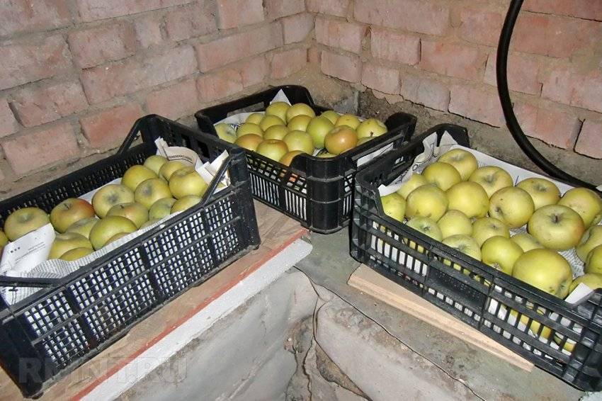 Как хранить яблоки на зиму в погребе, подвале, подполье