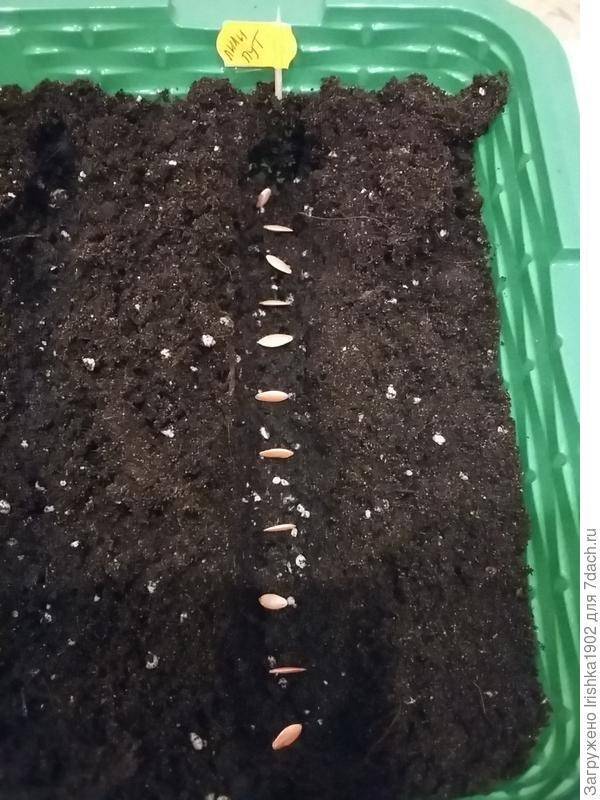 Посадка огурцов в открытый грунт: как правильно сеять семенами, на какую глубину