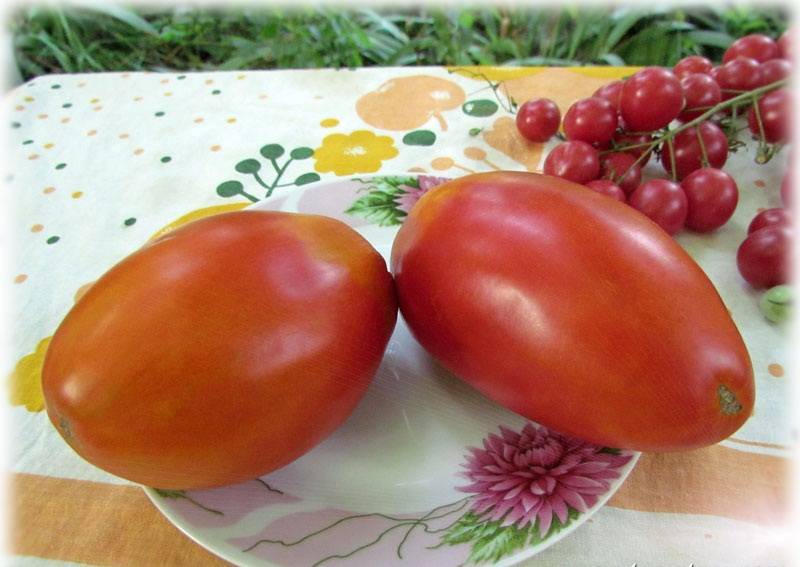 Формирование детерминантных томатов в 2-3 стебля, важные нюансы