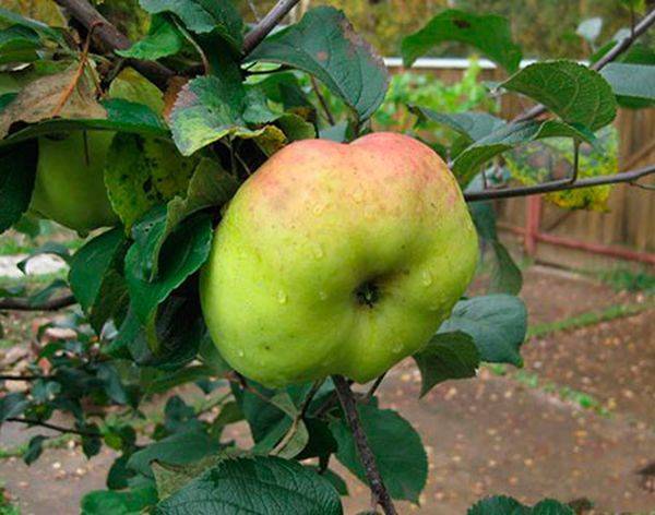 Яблоня богатырь: описание и характеристика сорта, чем полезны, посадка и уход