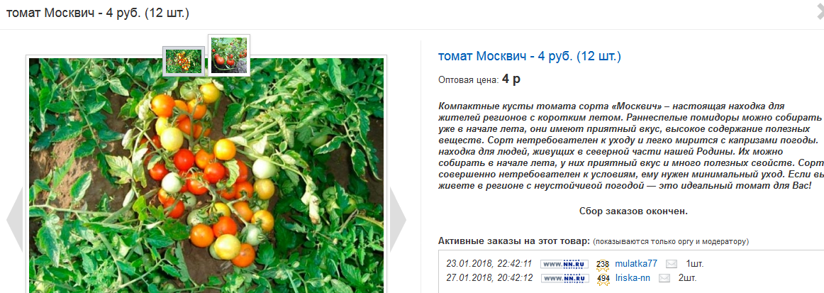 Томат москвич: характеристика и описание сорта, отзывы, урожайность