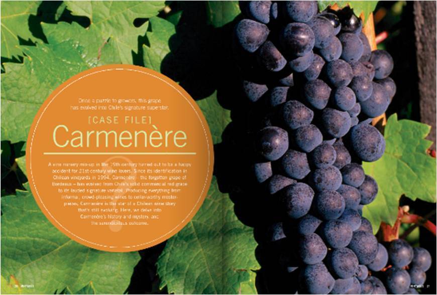 Описание винограда сорта Карменер, правила посадки и ухода