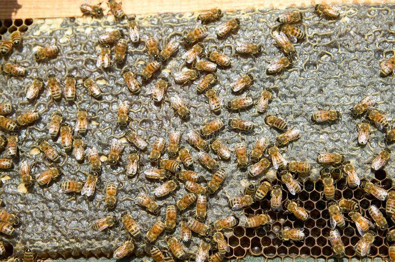 Земляные пчёлы — необычные представители семейства перепончатокрылых