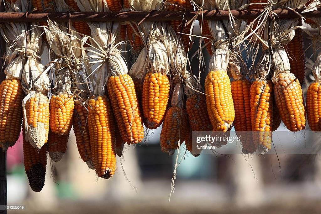 Как хранить кукурузу в початках в домашних условиях на зиму