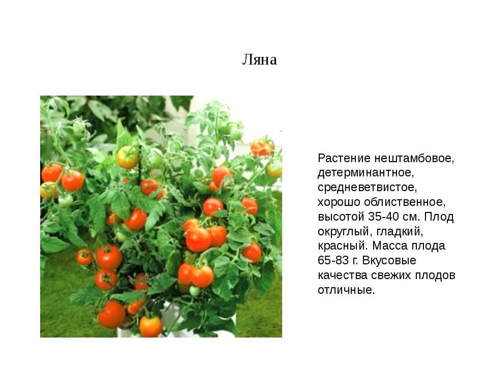 Что такое штамбовые помидоры