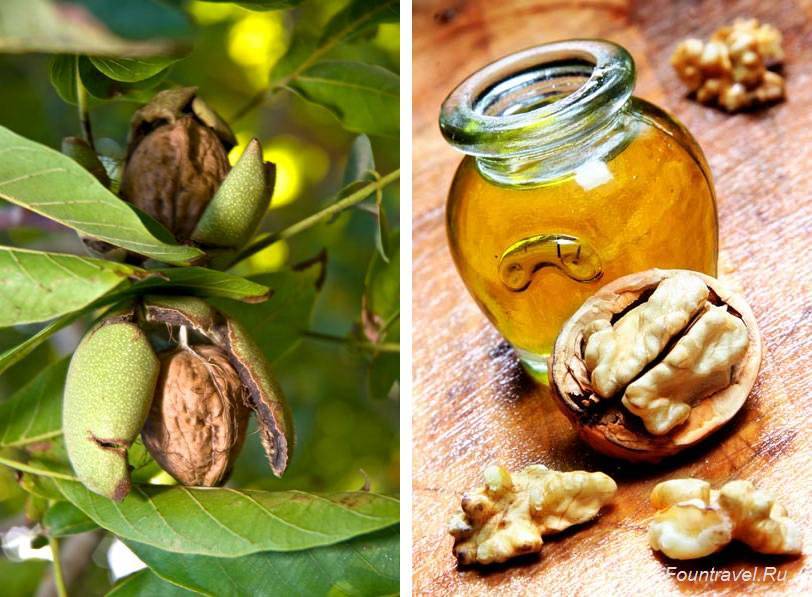 Листья грецкого ореха - полезные свойства и противопоказания к применению. при заболеваниях, видео