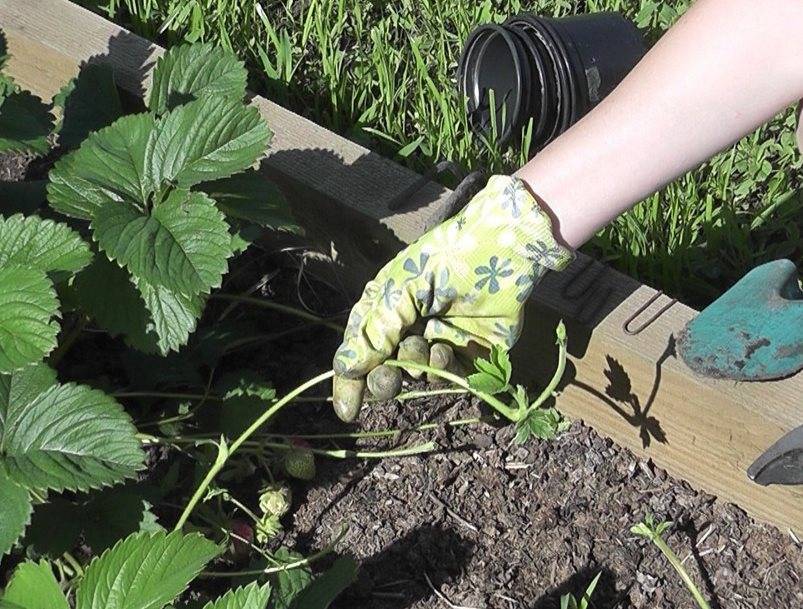 Ремонтантная клубника - выращивание в открытом грунте