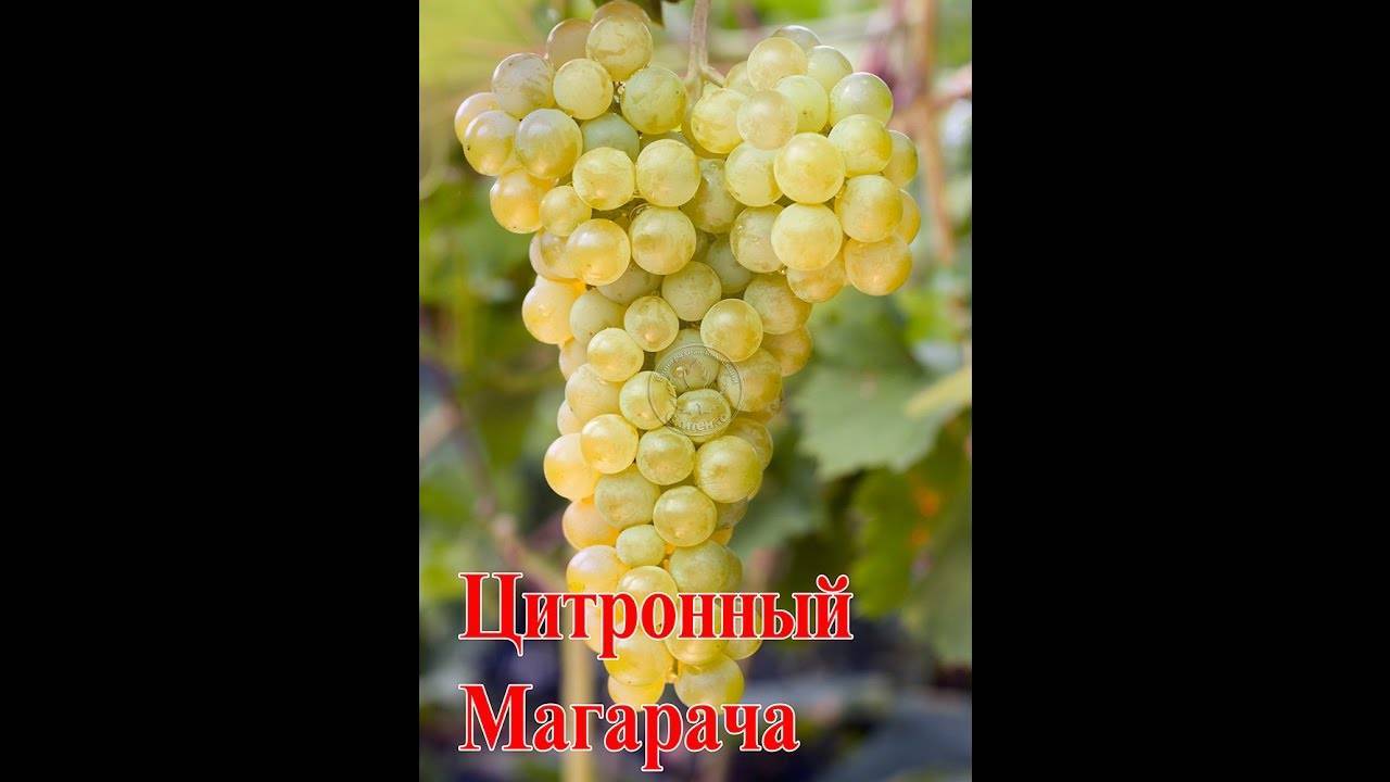 Виноград цитронный магарача: описание сорта, фото, отзывы