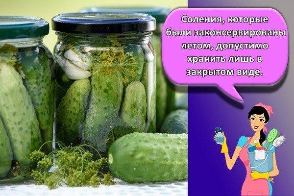 Как хранить огурцы: в погребе, на кухне, в холодильнике, все доступные способы, советы по длительному сохранению