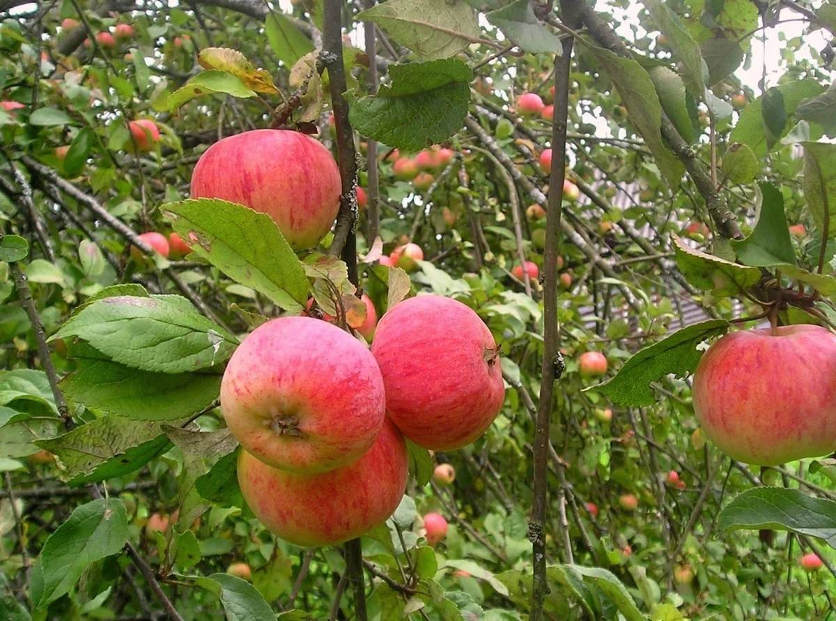 Яблоня яблочный спас: описание и характеристики, история сорта и выращивание