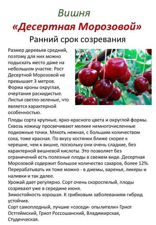 Вишня тамарис - флора питомник - плодовый и садовый питомник растений, продажа саженцев и рассады на весну 2020