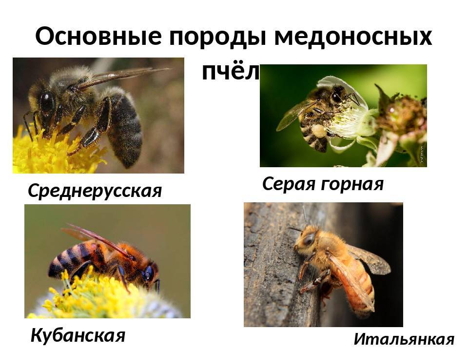 Породы пчел. описание, фото, характерные черты, особенности работы с разными породами пчел